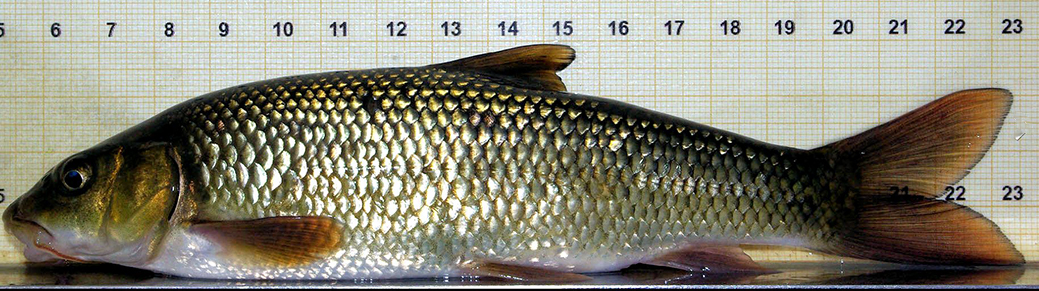 Luciobarbus graellsii_06.jpg